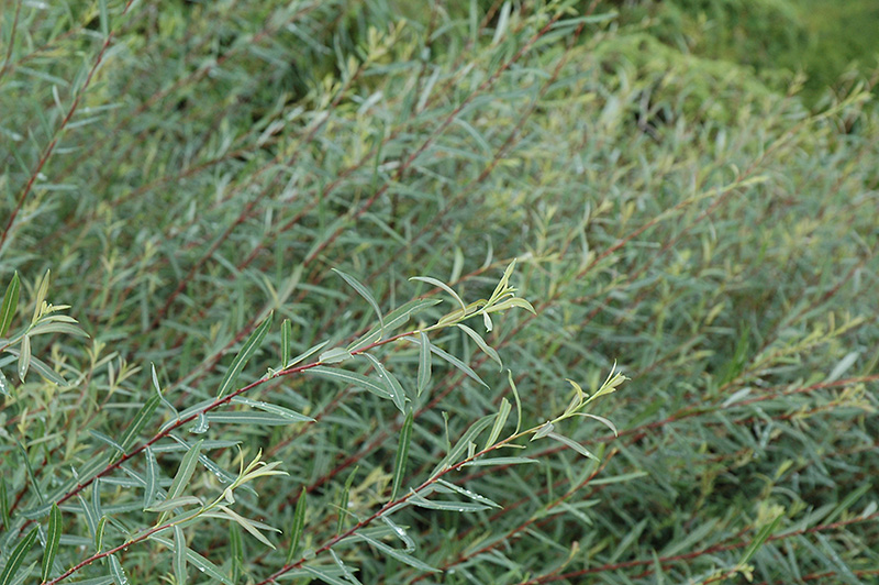 Creeping Arctic Willow (Salix purpurea 'Nana') at Ritchie Feed & Seed Inc.