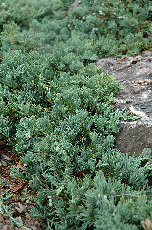 Blue Rug Juniper (Juniperus horizontalis 'Wiltonii') at Ritchie Feed & Seed Inc.