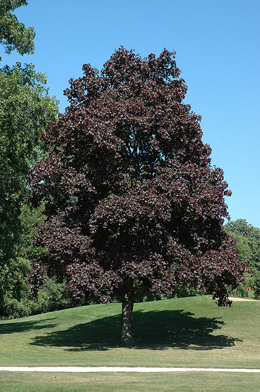 Crimson King Norway Maple (Acer platanoides 'Crimson King') at Ritchie Feed & Seed Inc.