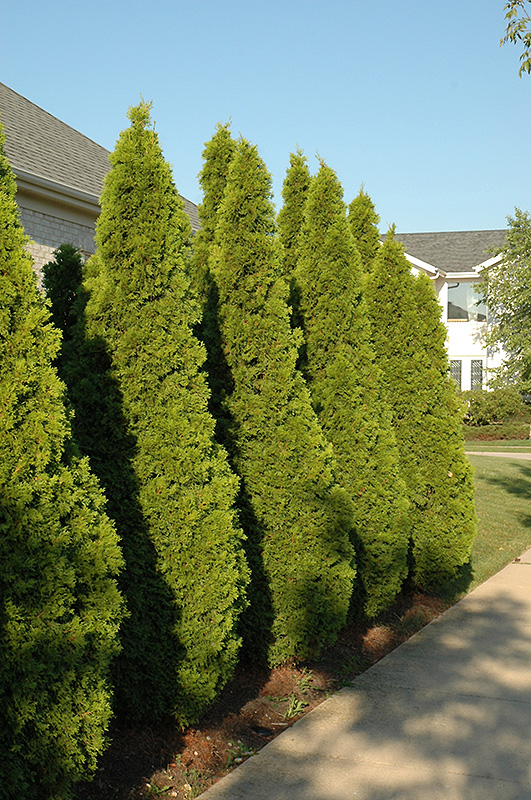 Emerald Green Arborvitae (Thuja occidentalis 'Smaragd') at Ritchie Feed & Seed Inc.