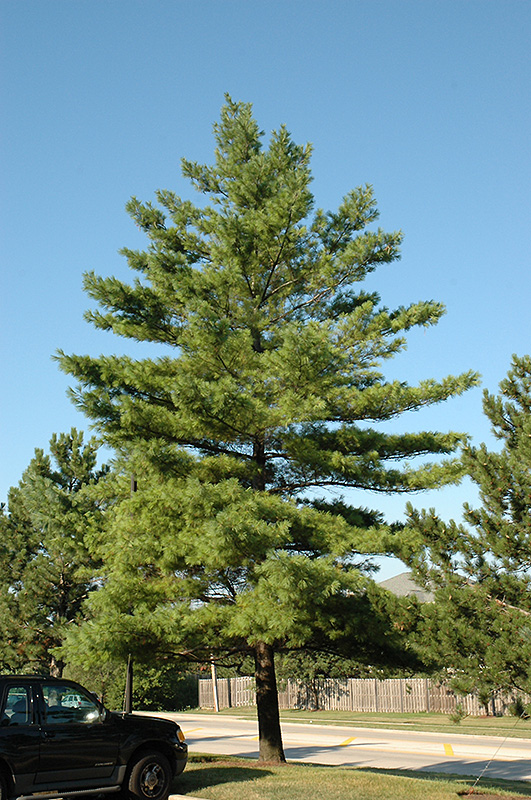 White Pine (Pinus strobus) at Ritchie Feed & Seed Inc.
