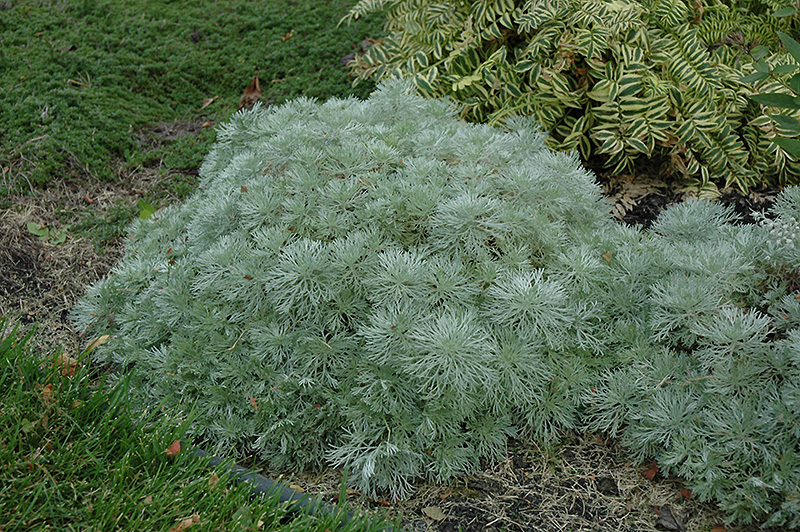 Silver Mound Artemesia (Artemisia schmidtiana 'Silver Mound') at Ritchie Feed & Seed Inc.