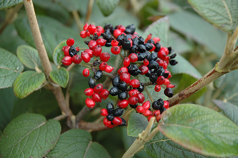 Mohican Viburnum (Viburnum lantana 'Mohican') at Ritchie Feed & Seed Inc.