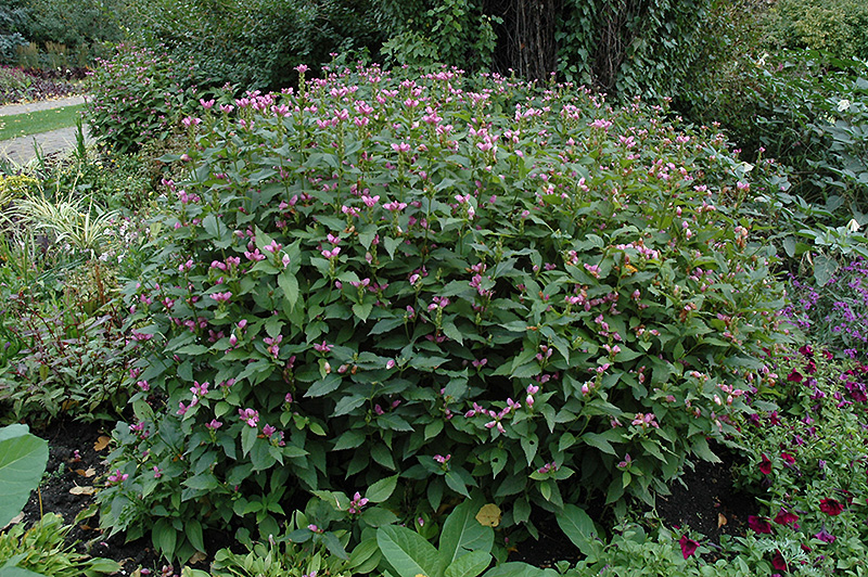 Pink Turtlehead (Chelone obliqua) at Ritchie Feed & Seed Inc.