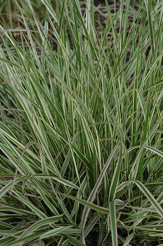 Variegated Reed Grass (Calamagrostis x acutiflora 'Overdam') at Ritchie Feed & Seed Inc.