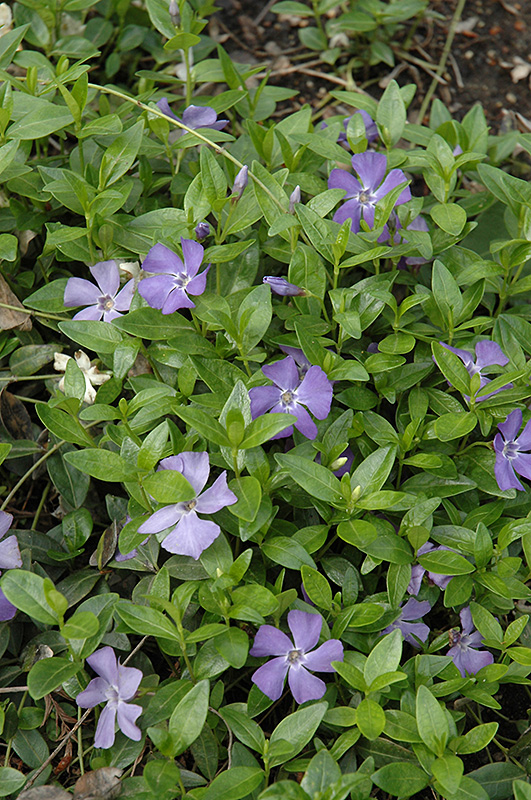 Common Periwinkle (Vinca minor) at Ritchie Feed & Seed Inc.