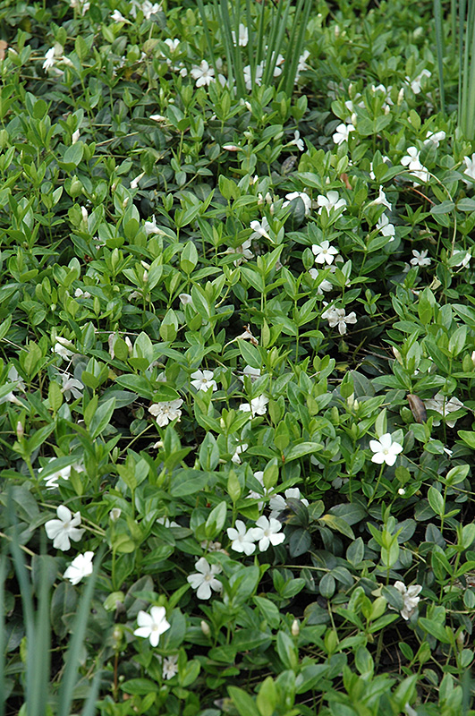 White Periwinkle (Vinca minor 'Alba') at Ritchie Feed & Seed Inc.