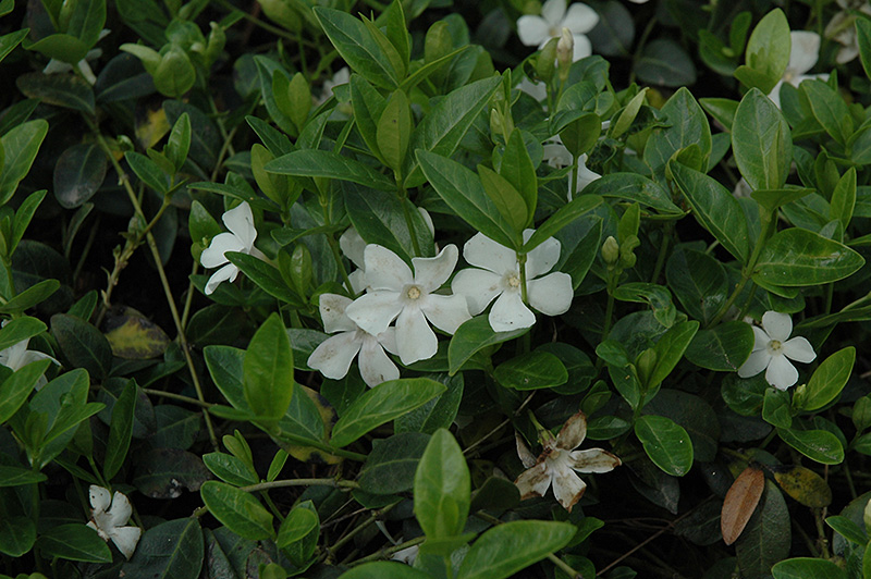 White Periwinkle (Vinca minor 'Alba') at Ritchie Feed & Seed Inc.