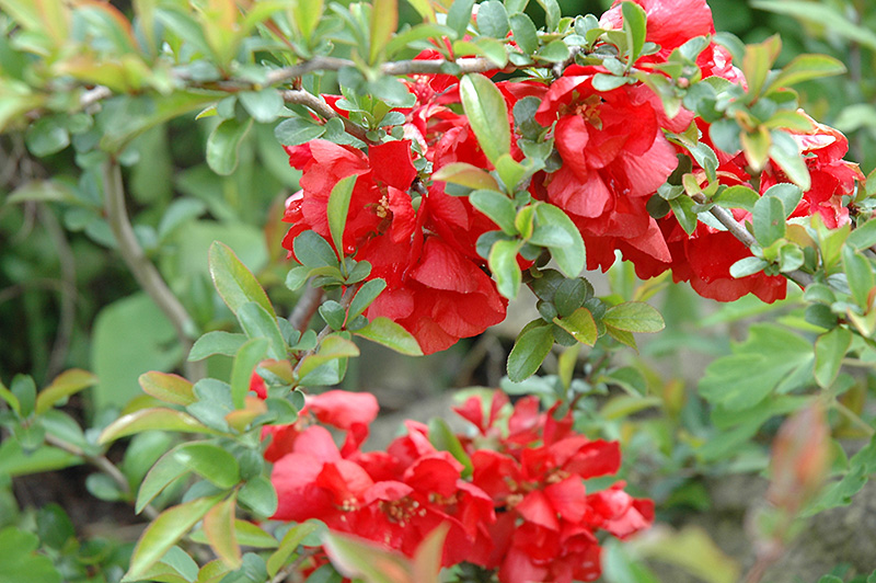 Texas Scarlet Flowering Quince (Chaenomeles speciosa 'Texas Scarlet') at Ritchie Feed & Seed Inc.
