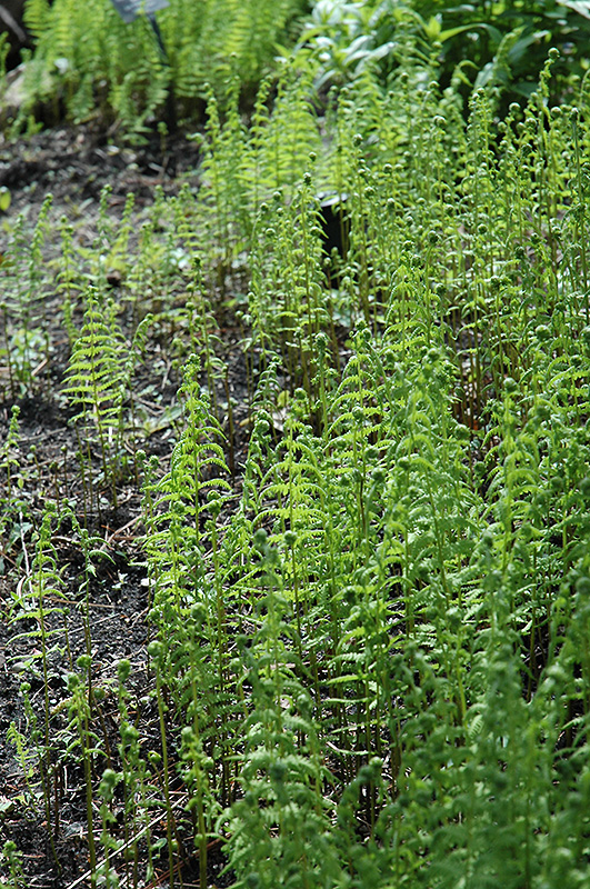 Marsh Fern (Thelypteris palustris) at Ritchie Feed & Seed Inc.