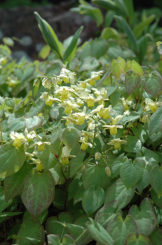 Yellow Barrenwort (Epimedium x versicolor 'Sulphureum') at Ritchie Feed & Seed Inc.