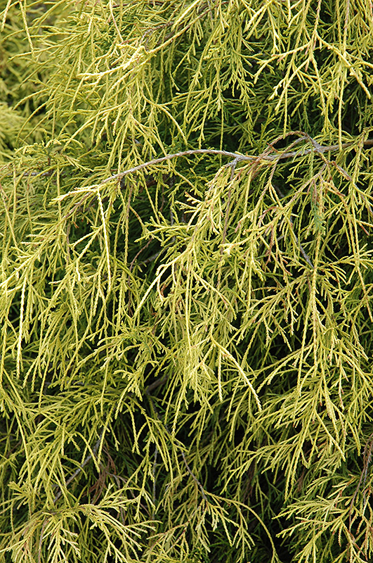 Sungold Falsecypress (Chamaecyparis pisifera 'Sungold') at Ritchie Feed & Seed Inc.
