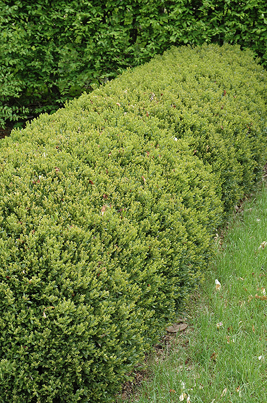 Green Gem Boxwood (Buxus 'Green Gem') at Ritchie Feed & Seed Inc.