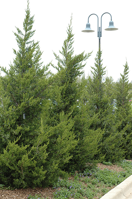 Fairview Juniper (Juniperus chinensis 'Fairview') at Ritchie Feed & Seed Inc.