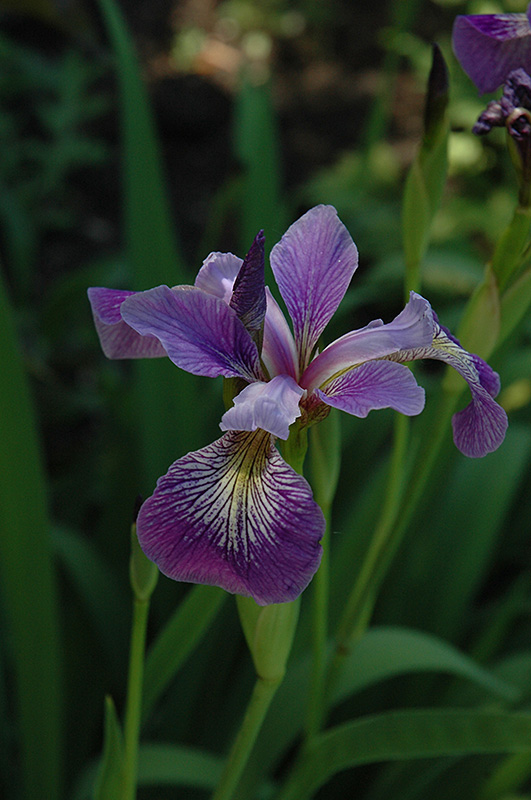 Blue Flag Iris (Iris versicolor) at Ritchie Feed & Seed Inc.