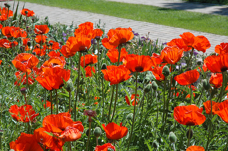 Brilliant Poppy (Papaver orientale 'Brilliant') at Ritchie Feed & Seed Inc.