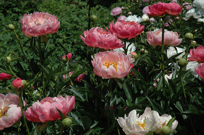 Coral Charm Peony (Paeonia 'Coral Charm') at Ritchie Feed & Seed Inc.