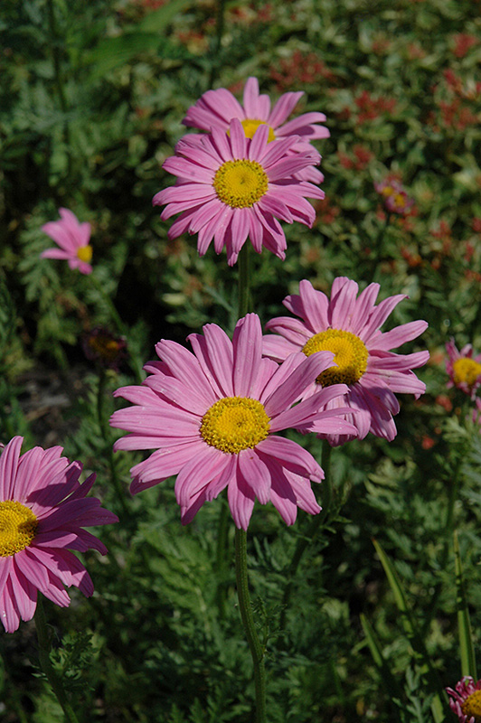 Robinson's Pink Painted Daisy (Tanacetum coccineum 'Robinson's Pink') at Ritchie Feed & Seed Inc.