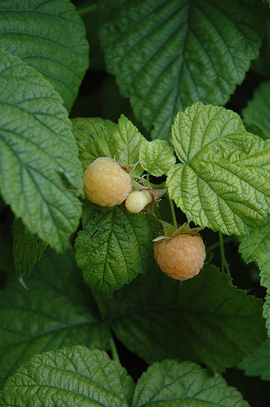Fall Gold Raspberry (Rubus 'Fall Gold') at Ritchie Feed & Seed Inc.