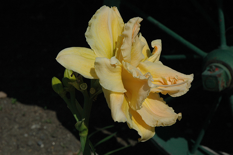 Double River Wye Daylily (Hemerocallis 'Double River Wye') at Ritchie Feed & Seed Inc.