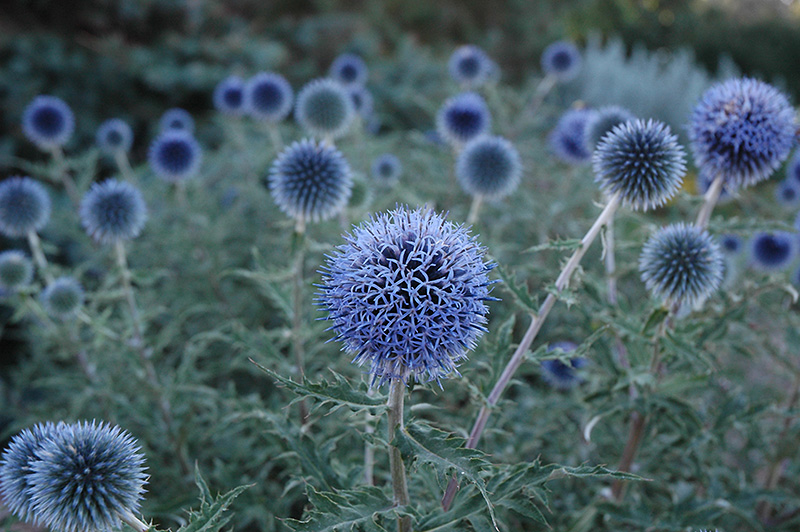 Blue Glow Globe Thistle (Echinops bannaticus 'Blue Glow') at Ritchie Feed & Seed Inc.