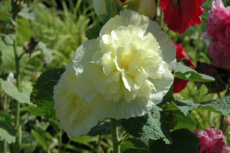 Chater's Double Yellow Hollyhock (Alcea rosea 'Chater's Double Yellow') at Ritchie Feed & Seed Inc.
