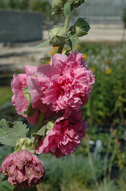 Chater's Double Pink Hollyhock (Alcea rosea 'Chater's Double Pink') at Ritchie Feed & Seed Inc.