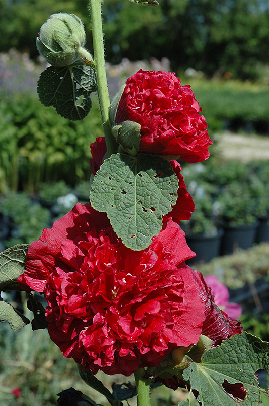 Chater's Double Red Hollyhock (Alcea rosea 'Chater's Double Red') at Ritchie Feed & Seed Inc.