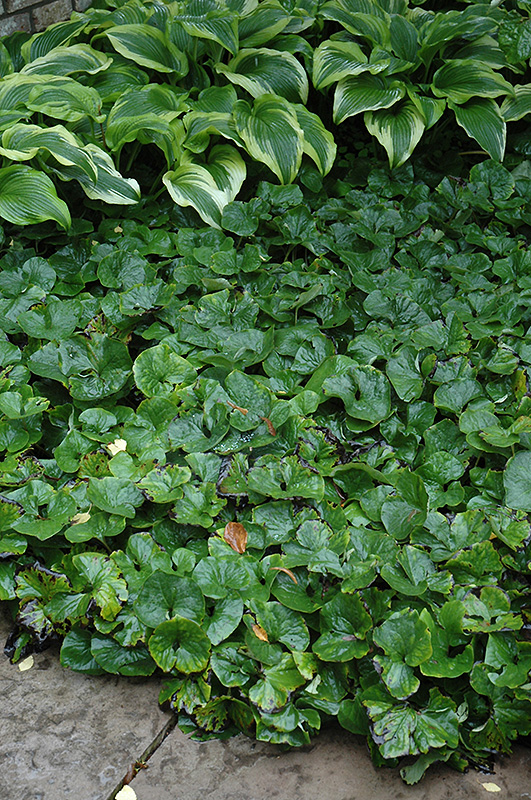 Canadian Wild Ginger (Asarum canadense) at Ritchie Feed & Seed Inc.