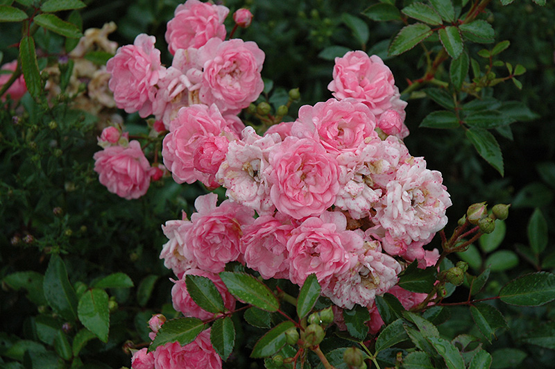 The Fairy Rose (Rosa 'The Fairy') at Ritchie Feed & Seed Inc.