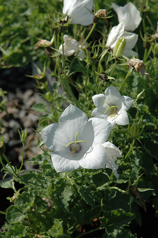 White Uniform Bellflower (Campanula carpatica 'White Uniform') at Ritchie Feed & Seed Inc.