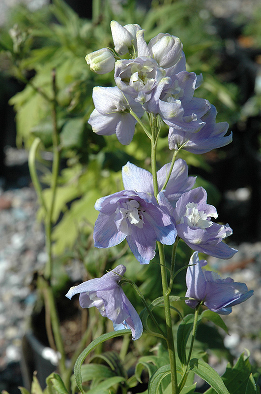 Guardian Lavender Larkspur (Delphinium 'Guardian Lavender') at Ritchie Feed & Seed Inc.