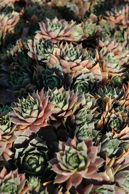 Red Heart Hens And Chicks (Sempervivum 'Red Heart') at Ritchie Feed & Seed Inc.