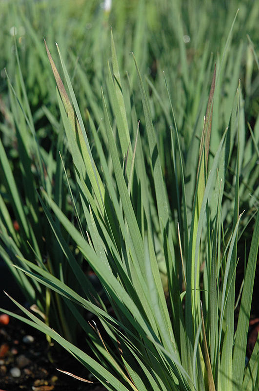 Lucerne Blue-Eyed Grass (Sisyrinchium angustifolium 'Lucerne') at Ritchie Feed & Seed Inc.