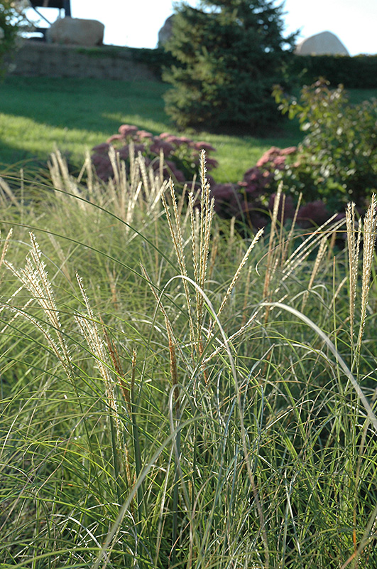 Sarabande Maiden Grass (Miscanthus sinensis 'Sarabande') at Ritchie Feed & Seed Inc.