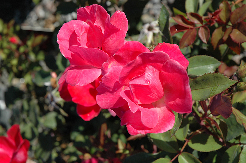 Pink Knock Out Rose (Rosa 'Radcon') at Ritchie Feed & Seed Inc.