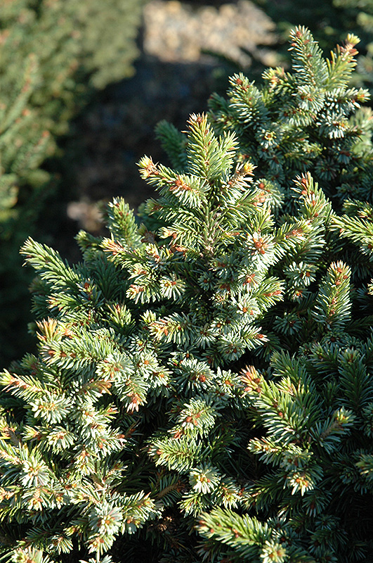 Pimoko Spruce (Picea omorika 'Pimoko') at Ritchie Feed & Seed Inc.