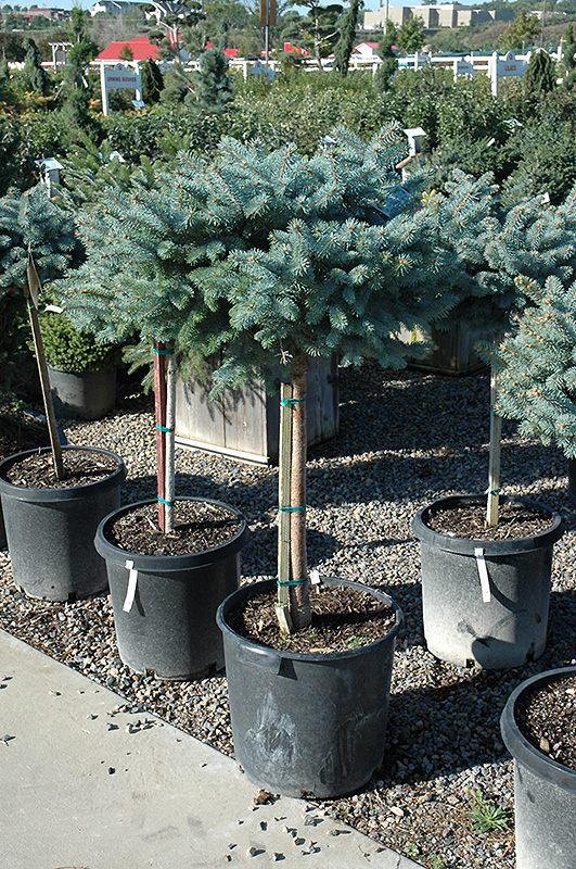 Globe Blue Spruce (tree form) (Picea pungens 'Globosa (tree form)') at Ritchie Feed & Seed Inc.