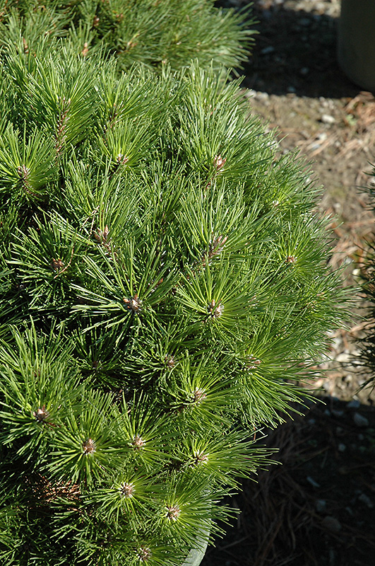 Brepo Dwarf Austrian Pine (Pinus nigra 'Brepo') at Ritchie Feed & Seed Inc.