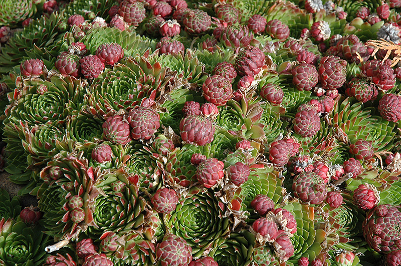 Red Beauty Hens And Chicks (Sempervivum 'Red Beauty') at Ritchie Feed & Seed Inc.