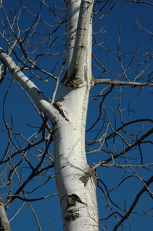 Trembling Aspen (Populus tremuloides) at Ritchie Feed & Seed Inc.