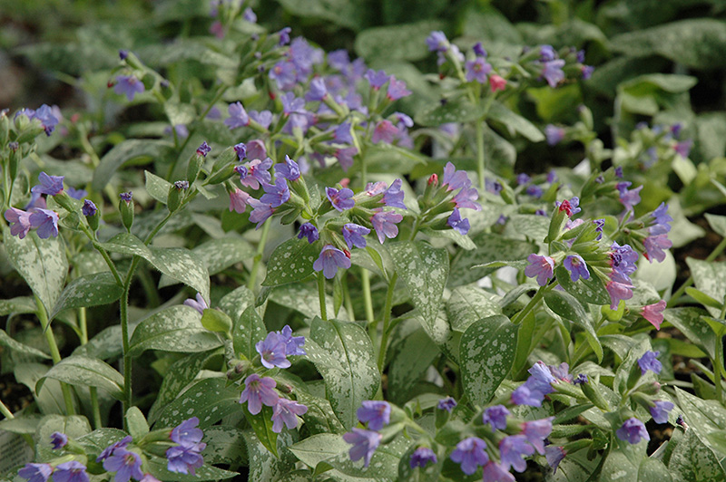 Majeste Lungwort (Pulmonaria 'Majeste') at Ritchie Feed & Seed Inc.