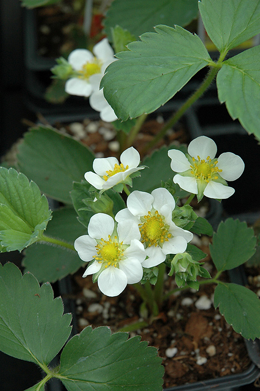 Fort Laramie Strawberry (Fragaria 'Fort Laramie') at Ritchie Feed & Seed Inc.