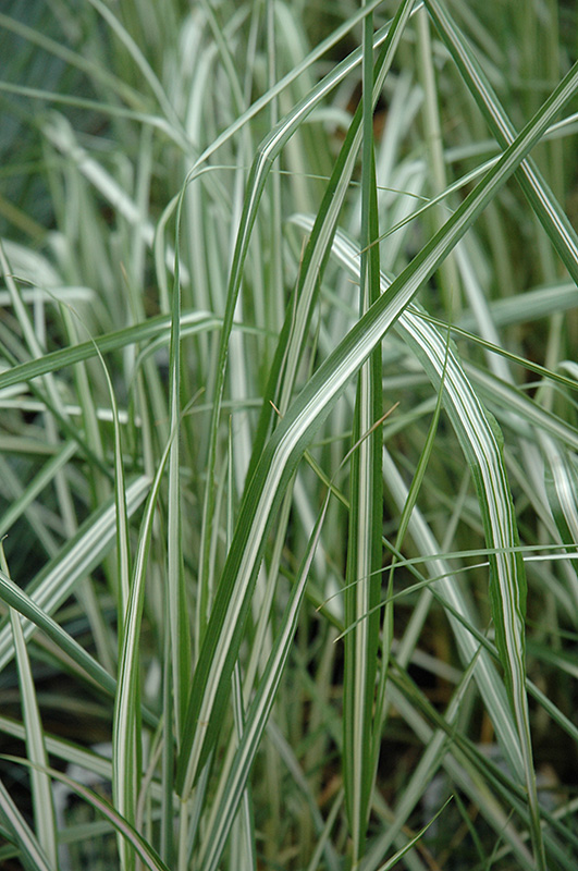 Avalanche Reed Grass (Calamagrostis x acutiflora 'Avalanche') at Ritchie Feed & Seed Inc.