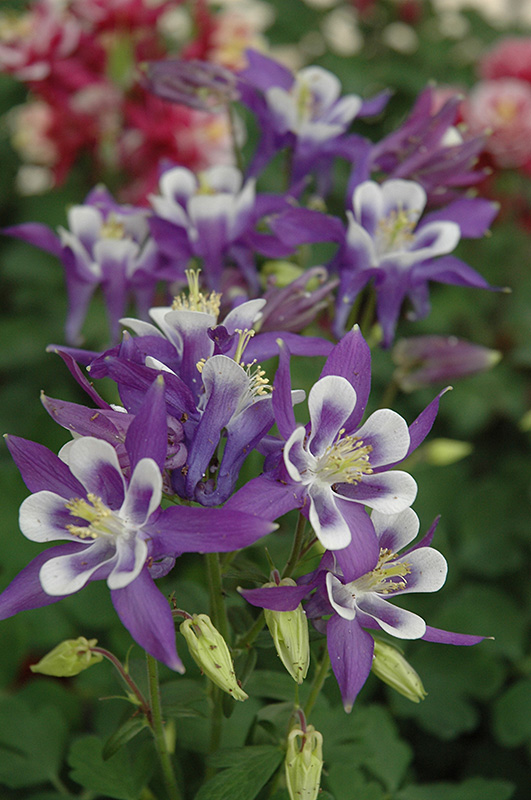 Winky Blue And White Columbine (Aquilegia 'Winky Blue And White') at Ritchie Feed & Seed Inc.