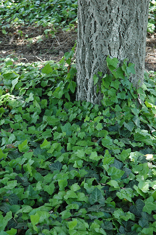 Baltic Ivy (Hedera helix 'Baltica') at Ritchie Feed & Seed Inc.