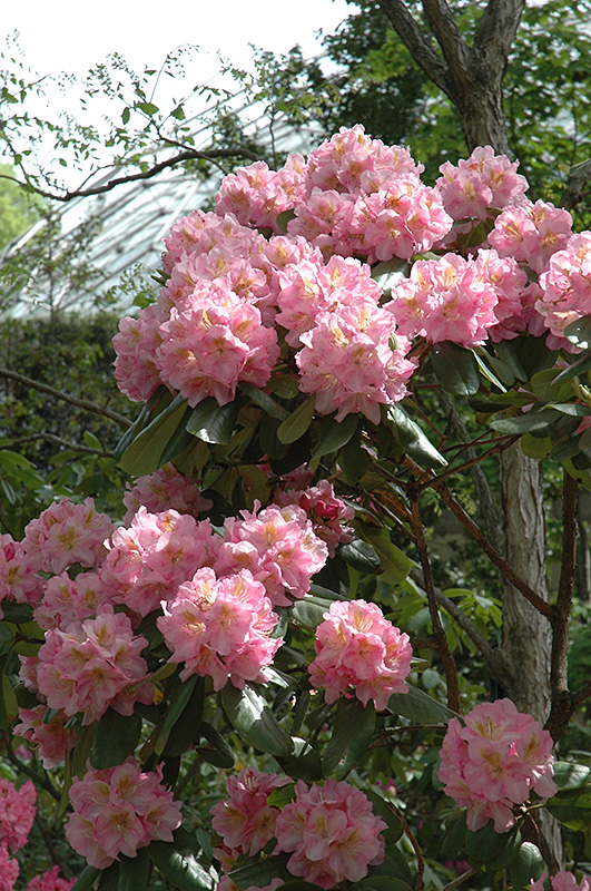 Scintillation Rhododendron (Rhododendron 'Scintillation') at Ritchie Feed & Seed Inc.