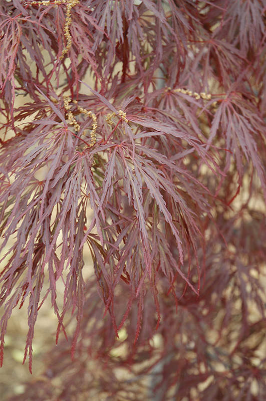 Garnet Cutleaf Japanese Maple (Acer palmatum 'Garnet') at Ritchie Feed & Seed Inc.