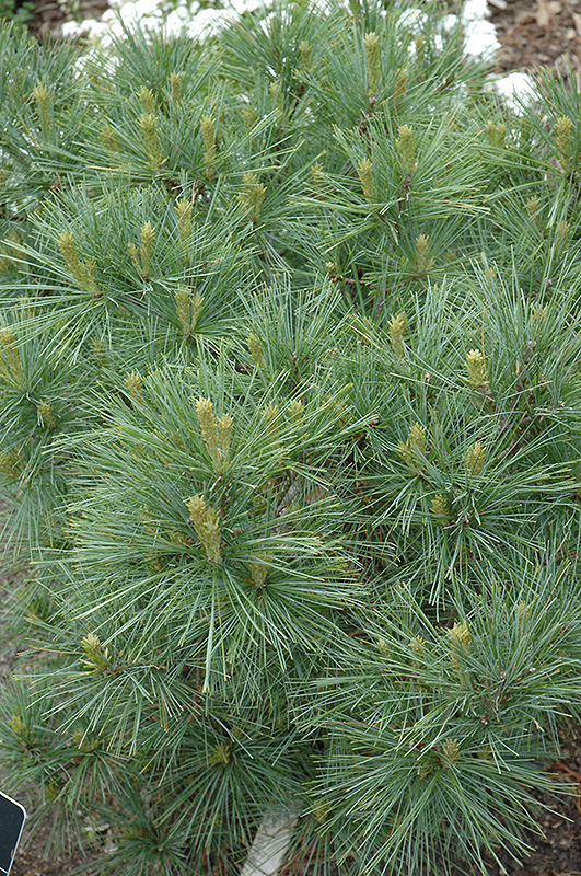 Blue Shag White Pine (Pinus strobus 'Blue Shag') at Ritchie Feed & Seed Inc.