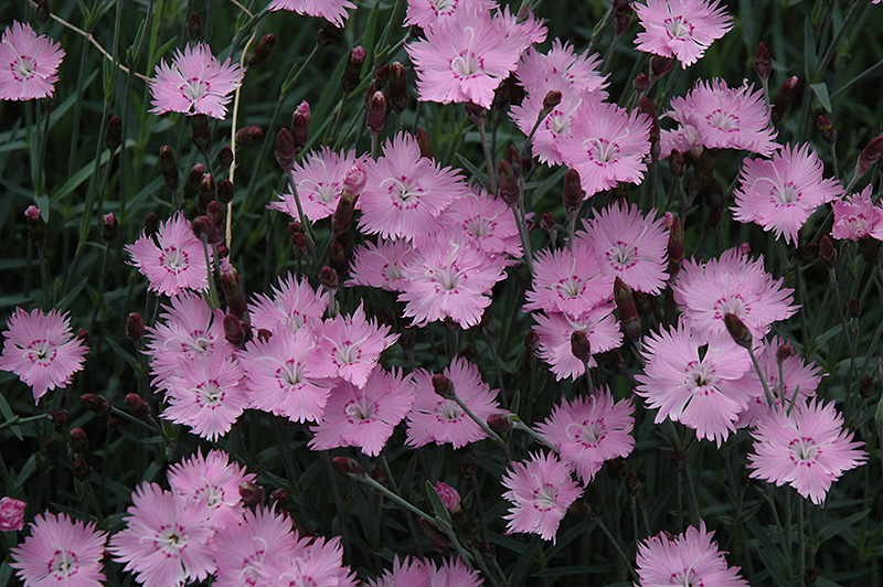 Bath's Pink Pinks (Dianthus 'Bath's Pink') at Ritchie Feed & Seed Inc.